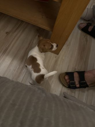 Jack Russell Welpen reinrassig