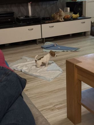 Jack Russell Welpen reinrassig