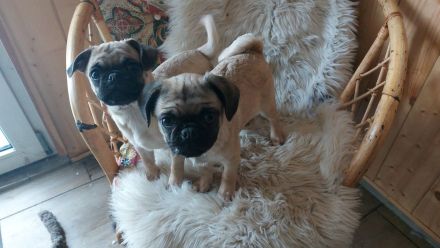 3 kleine Retromöpse suchen ein Zuhause