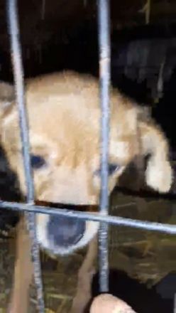 Nona kleines Mädchen sucht ihre Menschen