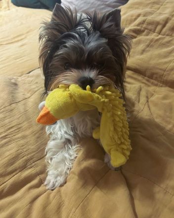 Deckrüde Biwer York Terrier