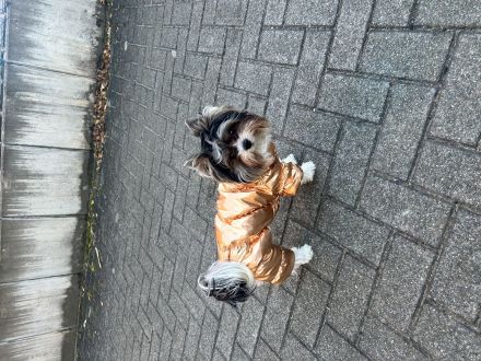 Deckrüde Biwer York Terrier