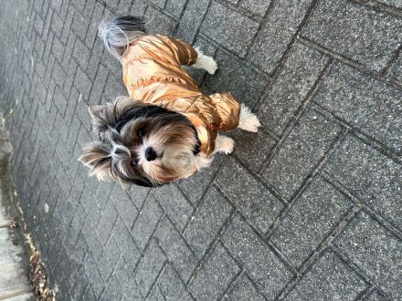 Deckrüde Biwer York Terrier