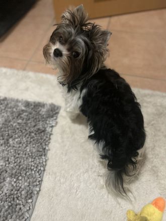 Deckrüde Biwer York Terrier