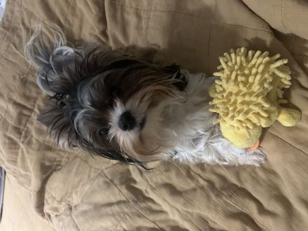 Deckrüde Biwer York Terrier