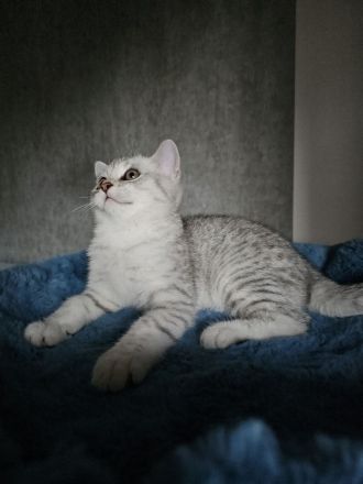 Rassekatzenbaby in Silber