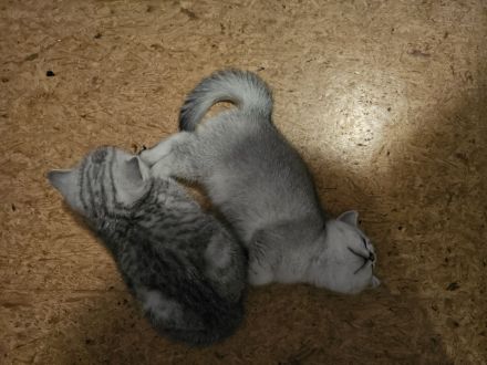 Rassekatzenbaby in Silber