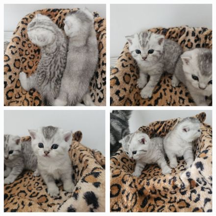 Rassekatzenbaby in Silber