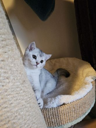 Rassekatzenbaby in Silber