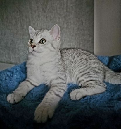 Rassekatzenbaby in Silber