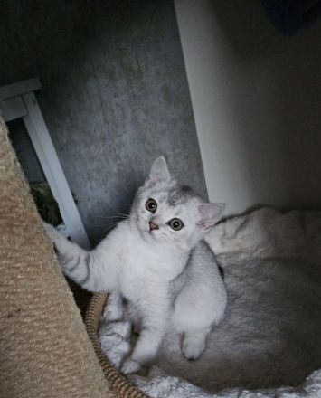 Rassekatzenbaby in Silber