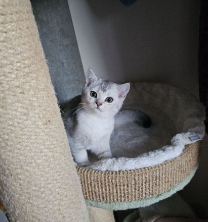 Rassekatzenbaby in Silber