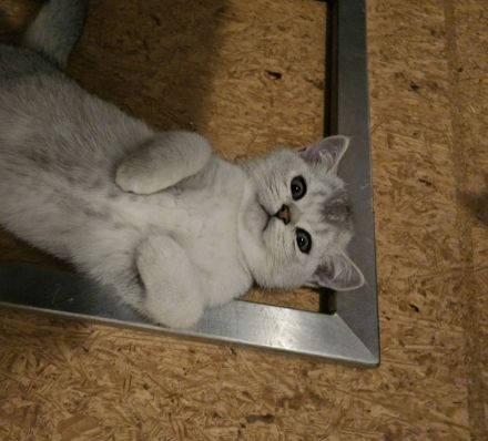 Rassekatzenbaby in Silber