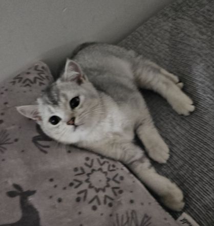 Rassekatzenbaby in Silber