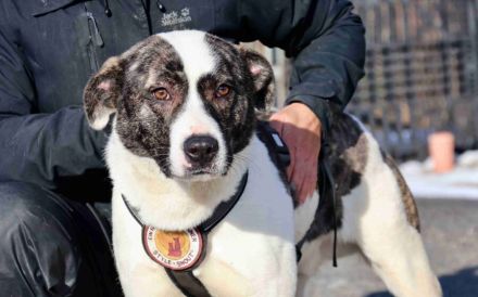 Herzenshund Nuca sucht ein Zuhause