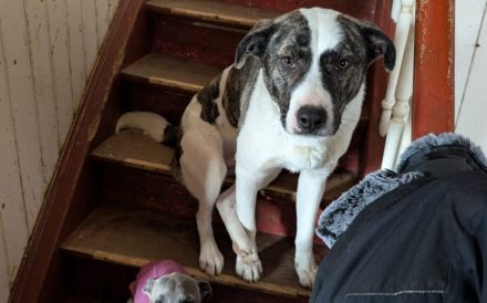 Herzenshund Nuca sucht ein Zuhause