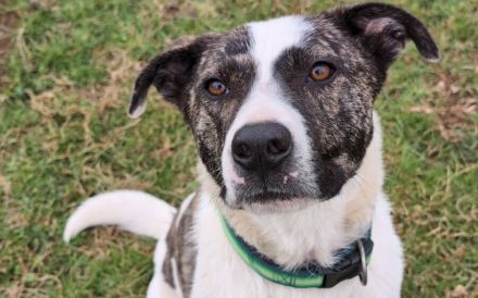 Herzenshund Nuca sucht ein Zuhause