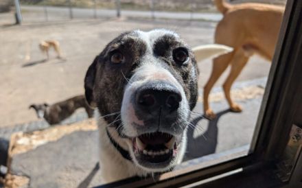 Herzenshund Nuca sucht ein Zuhause