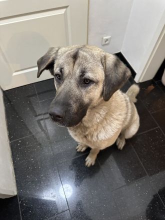 Wunderschöne Kangal-Hündin sucht ein liebevolles Zuhause auf einem Bauernhof