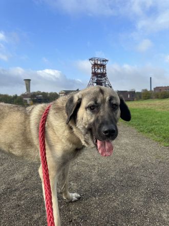 Wunderschöne Kangal-Hündin sucht ein liebevolles Zuhause auf einem Bauernhof