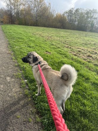 Wunderschöne Kangal-Hündin sucht ein liebevolles Zuhause auf einem Bauernhof