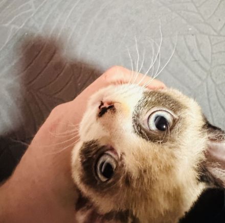 German Rex Kitten kaum haarend mit blauen Augen