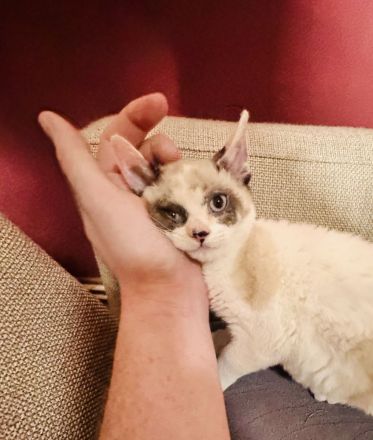 German Rex Kitten kaum haarend mit blauen Augen