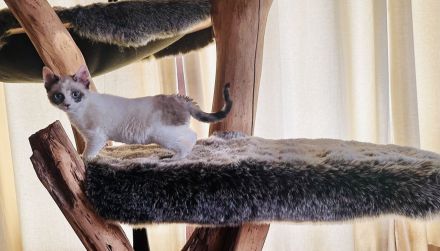 German Rex Kitten kaum haarend mit blauen Augen