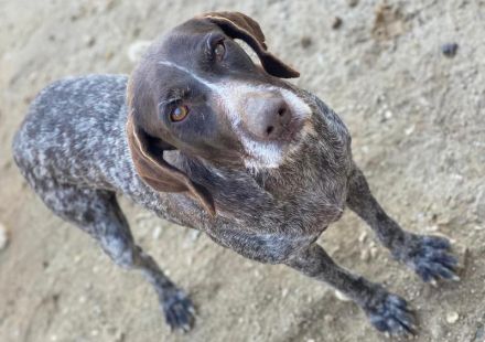 Thekla, geb. ca. 12/2016, lebt in GRIECHENLAND, auf einer privaten Pflegestelle