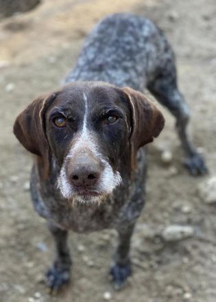 Thekla, geb. ca. 12/2016, lebt in GRIECHENLAND, auf einer privaten Pflegestelle