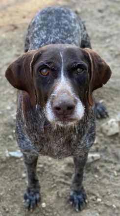 Thekla, geb. ca. 12/2016, lebt in GRIECHENLAND, auf einer privaten Pflegestelle