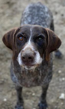 Thekla, geb. ca. 12/2016, lebt in GRIECHENLAND, auf einer privaten Pflegestelle