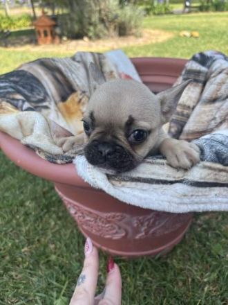 schöne, reinrassige Französische Bulldoggen zu verkaufen