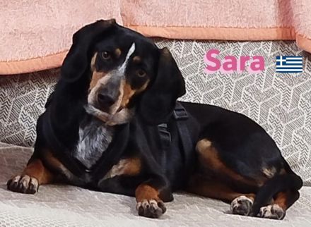 Sara, 10/21 - ängstliche, liebe Hündin sucht geduldiges Zuhause mit viel Liebe