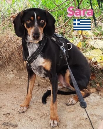 Sara, 10/21 - ängstliche, liebe Hündin sucht geduldiges Zuhause mit viel Liebe