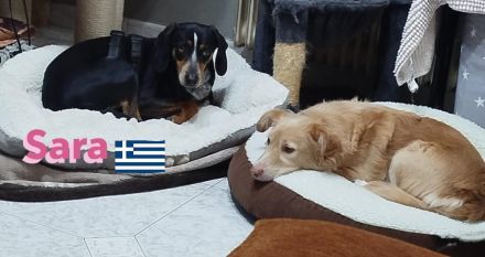 Sara, 10/21 - ängstliche, liebe Hündin sucht geduldiges Zuhause mit viel Liebe