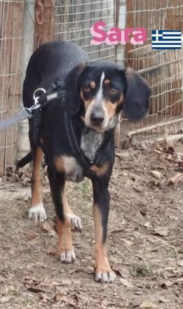 Sara, 10/21 - ängstliche, liebe Hündin sucht geduldiges Zuhause mit viel Liebe