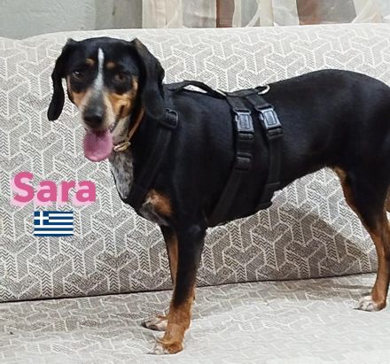 Sara, 10/21 - ängstliche, liebe Hündin sucht geduldiges Zuhause mit viel Liebe