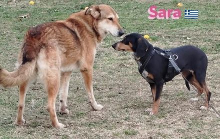 Sara, 10/21 - ängstliche, liebe Hündin sucht geduldiges Zuhause mit viel Liebe