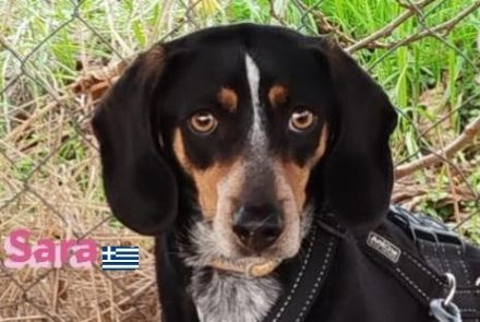 Sara, 10/21 - ängstliche, liebe Hündin sucht geduldiges Zuhause mit viel Liebe