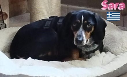 Sara, 10/21 - ängstliche, liebe Hündin sucht geduldiges Zuhause mit viel Liebe