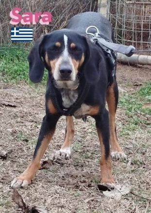 Sara, 10/21 - ängstliche, liebe Hündin sucht geduldiges Zuhause mit viel Liebe