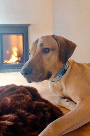 Sky sucht ein neues Zuhause