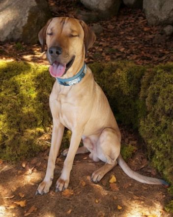 Sky sucht ein neues Zuhause