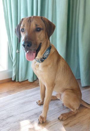 Sky sucht ein neues Zuhause