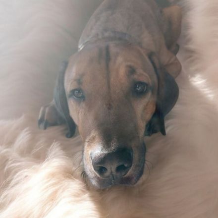 Sky sucht ein neues Zuhause