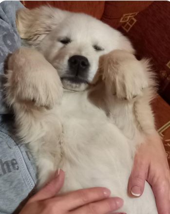 Golden Retriever Hündin 15 Wochen alt zu verkaufen!