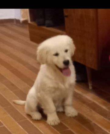 Golden Retriever Hündin 15 Wochen alt zu verkaufen!