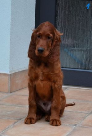 Irish Red Setter Welpen mit Ahnentafel (FCI-Registrierte Zucht)