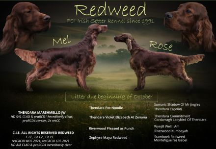Irish Red Setter Welpen mit Ahnentafel (FCI-Registrierte Zucht)